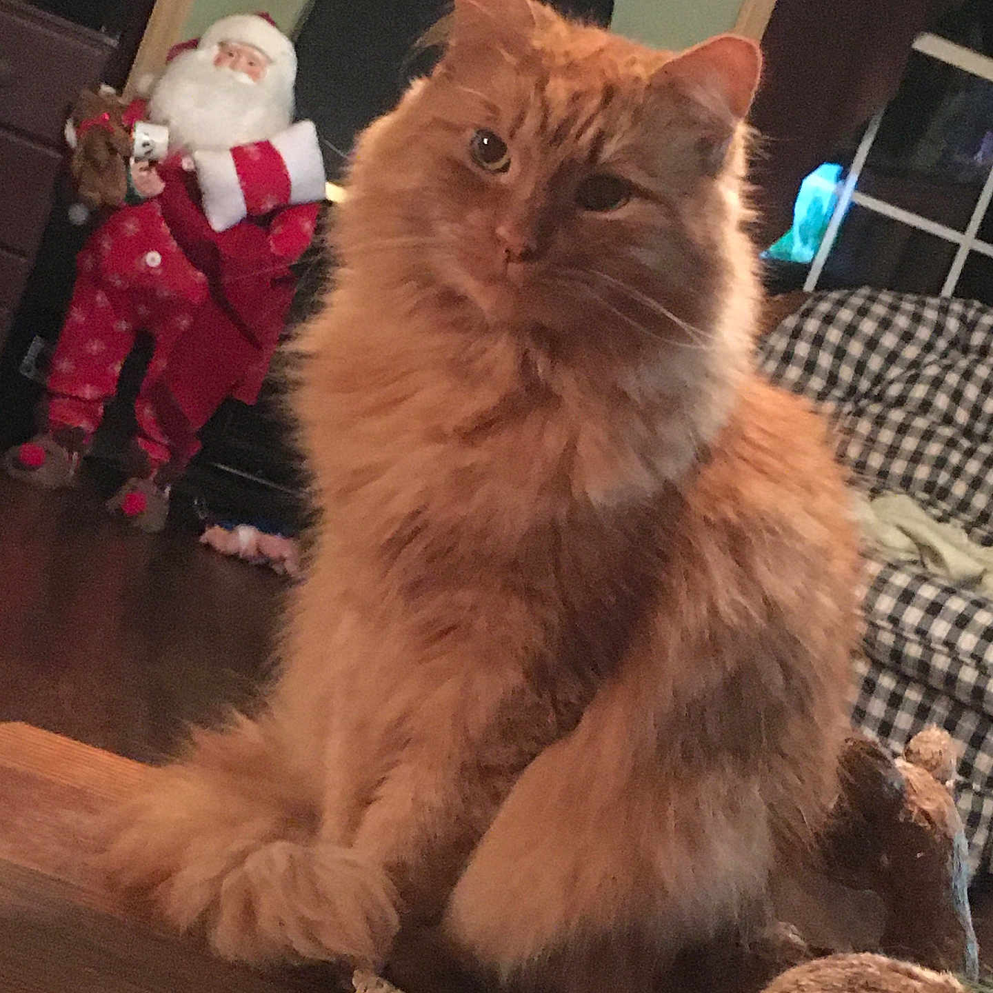 Dexter joined the competition — help win amazing prizes! angora, animal, baby, cat, couch, face, furniture, head, kitten, manx, nature, outdoors, person, pet, plush, snow, snowman, toy, winter, wood