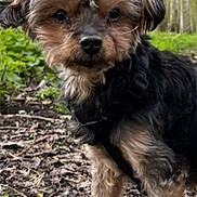 Bella a rejoint le concours — aidez-le/la à gagner de superbes lots ! affenpinscher, animal, art, bird, canine, collage, dog, face, grass, head, number, person, pet, plant, poodle, puppy, symbol, terrier, text, whitedog