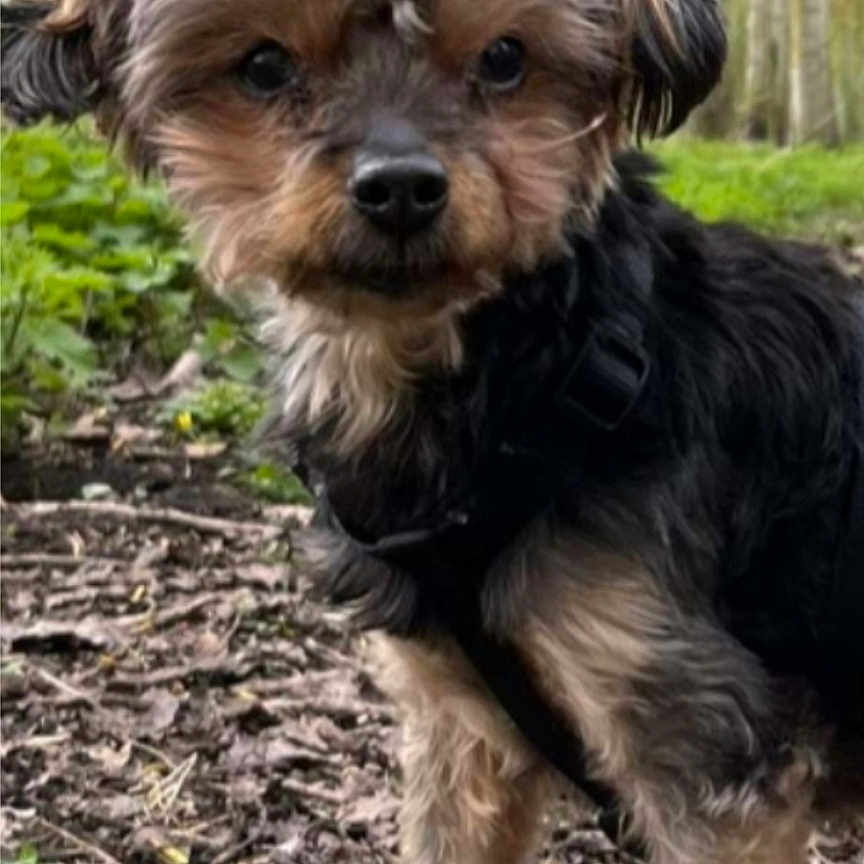 Bella a rejoint le concours — aidez-le/la à gagner de superbes lots ! affenpinscher, animal, art, bird, canine, collage, dog, face, grass, head, number, person, pet, plant, poodle, puppy, symbol, terrier, text, whitedog