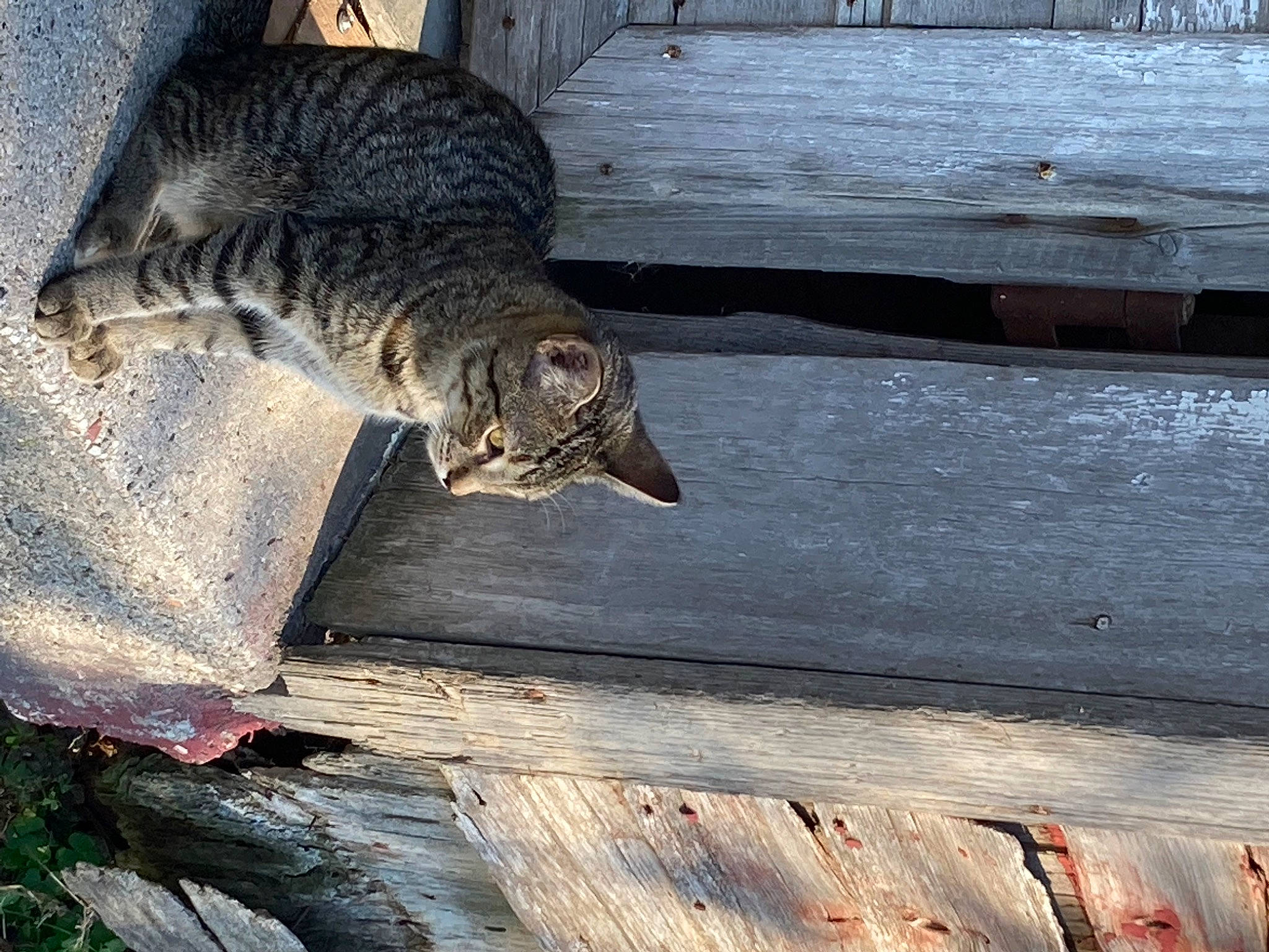 Roxie is registered to the contest to win money with this photo: carnivore, cat, claw, domestic_short_haired_cat, felidae, fur, grass, hardwood, paw, plank, small_to_medium_sized_cats, snout, tail, terrestrial_animal, whiskers, wildlife, wood