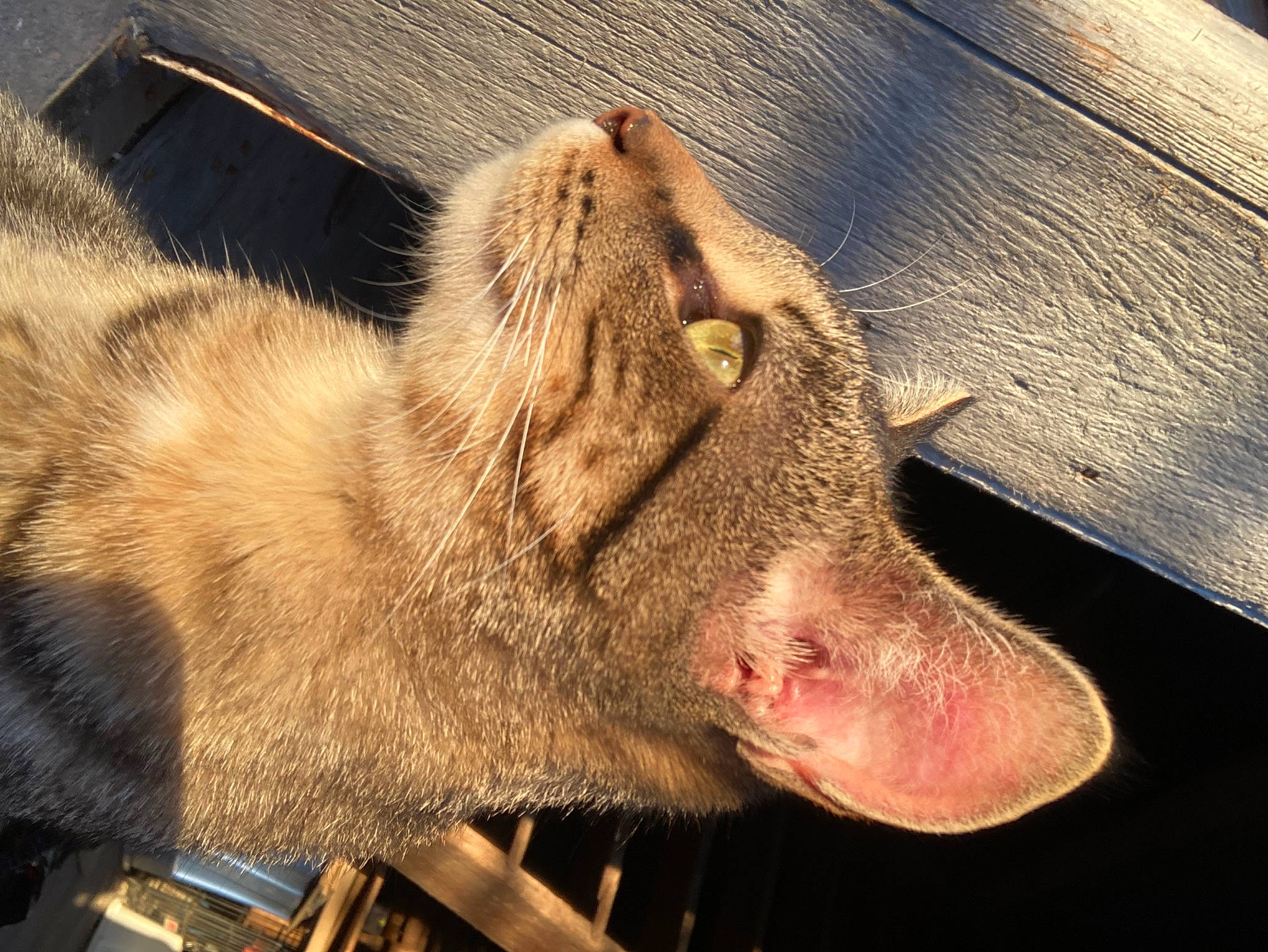 Roxie joined the competition — help win amazing prizes! carnivore, claw, fang, fawn, felidae, flesh, foot, fur, liver, livestock, paw, small_to_medium_sized_cats, snout, suidae, terrestrial_animal, whiskers, wildlife, wood, working_animal, wrinkle