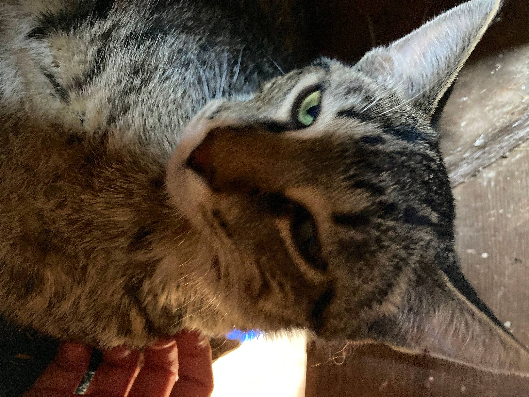 Roxie joined the competition — help win amazing prizes! carnivore, cat, claw, close_up, domestic_short_haired_cat, felidae, fur, paw, small_to_medium_sized_cats, snout, terrestrial_animal, tree, whiskers, wildlife