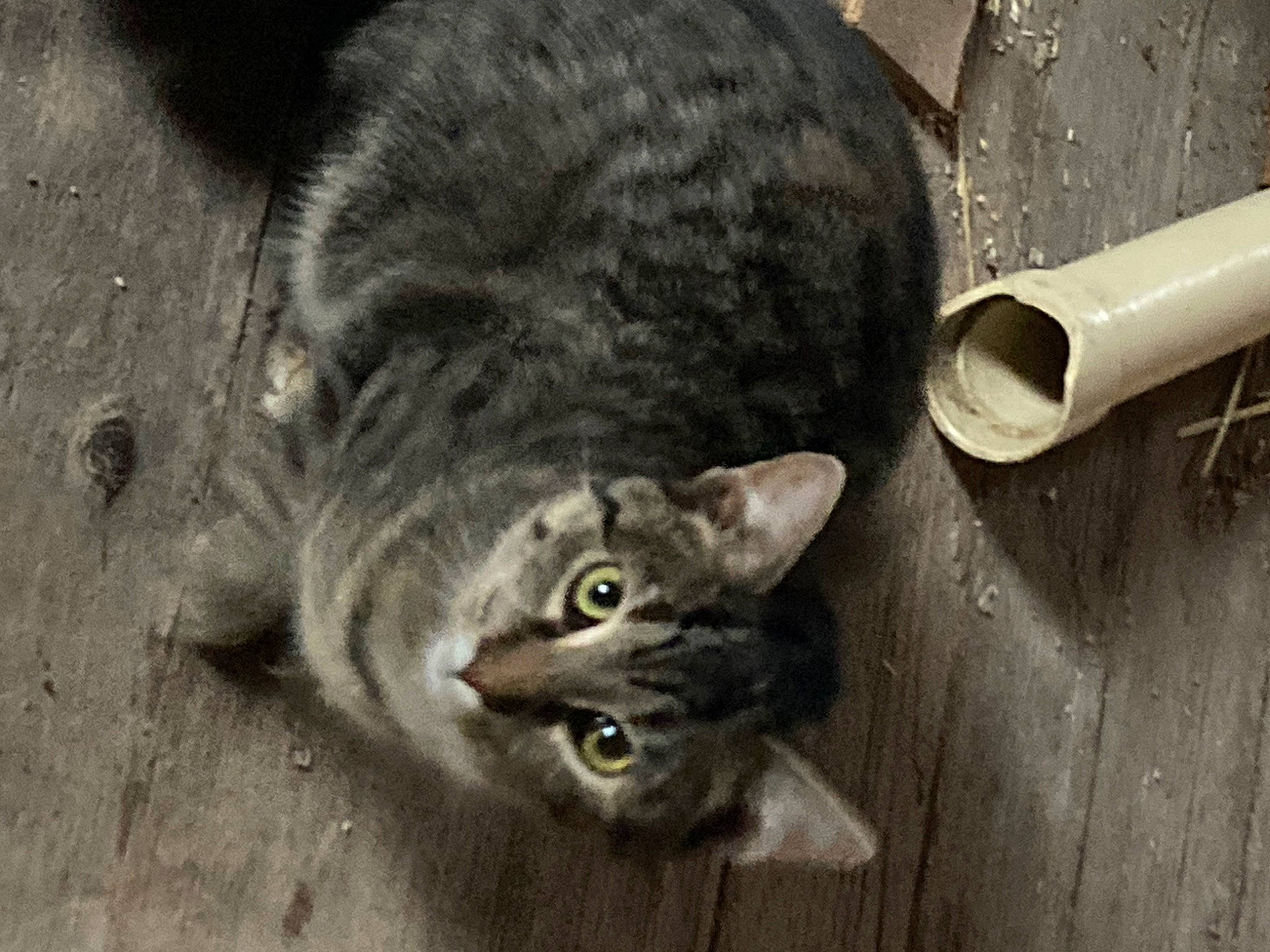 Roxie joined the competition — help win amazing prizes! carnivore, cat, cat_toy, domestic_short_haired_cat, door, felidae, fur, grey, mammal, monochrome, paw, small_to_medium_sized_cats, snout, tail, terrestrial_animal, vertebrate, whiskers, wildlife, wood