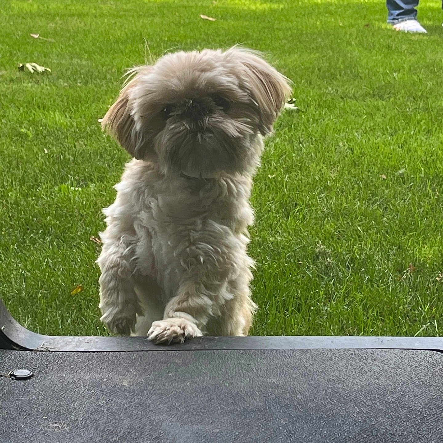 Peanut joined the competition — help win amazing prizes! animal, background, canine, curious, daylight, dog, fluffy, front_view, grass, greenery, jeans, looking, nature, outdoor, paw, person, pet, small_dog, sneakers, standing