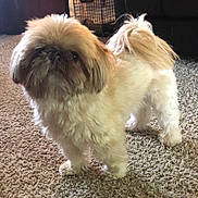 Peanut is registered to the contest to win money with this photo: dog, fluffy, indoor, carpet, pet, small_dog, curly_tail, furry, standing, home, animal, companion, cute, curious, brown_face, soft_light, living_room, cozy, shaggy, domestic