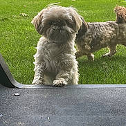 Walley is registered to the contest to win money with this photo: dog, grass, outdoor, pet, curious, fluffy, animal, backyard, nature, playful, canine, daylight, two_dogs, walking, standing, fur, greenery, domestic_animal, mammal, companion