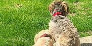 Walley is registered to the contest to win money with this photo: dog, two_dogs, grass, outdoor, sunlight, collar, pet, animal, fur, companionship, back_view, nature, greenery, relaxing, curious, side_by_side, concrete, daytime, peaceful, friendship