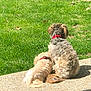 animal, back_view, collar, companionship, concrete, curious, daytime, dog, friendship, fur, grass, greenery, nature, outdoor, peaceful, pet, relaxing, side_by_side, sunlight, two_dogs