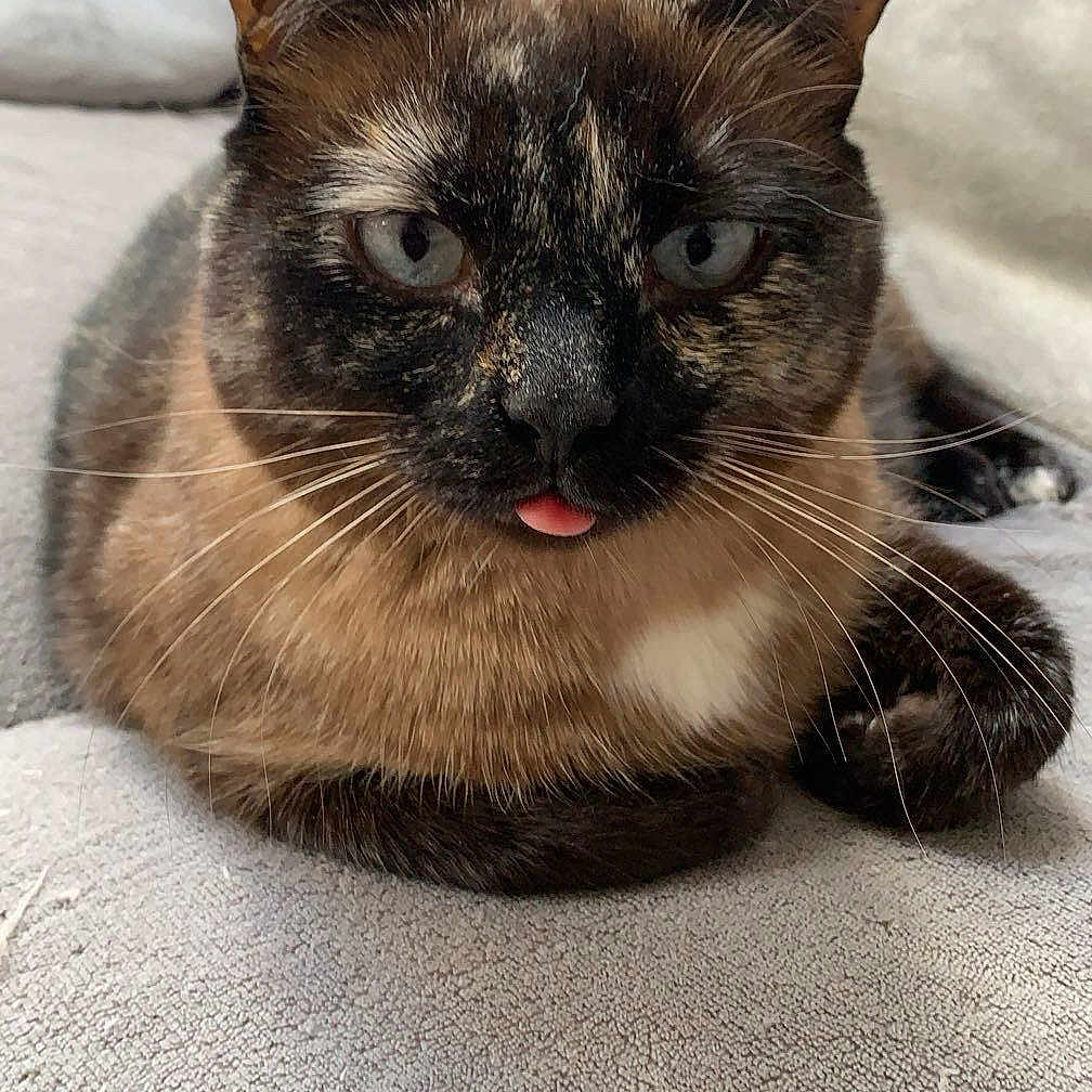 Pepette a rejoint le concours — aidez-le/la à gagner de superbes lots ! adorable, animal, blanket, cat, close_up, cute, ears, eyes, face, feline, fur, indoor, lying_down, nose, pet, resting, texture, tongue_out, tortoiseshell_cat, whiskers