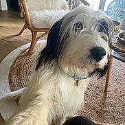 Neiko participe au concours pour gagner de l'argent avec cette photo : black, chair, closeup, collar, curtains, decor, dog, fur, furniture, glass, indoor, living_room, natural_light, paw, pet, rug, table, white, window, wooden_floor