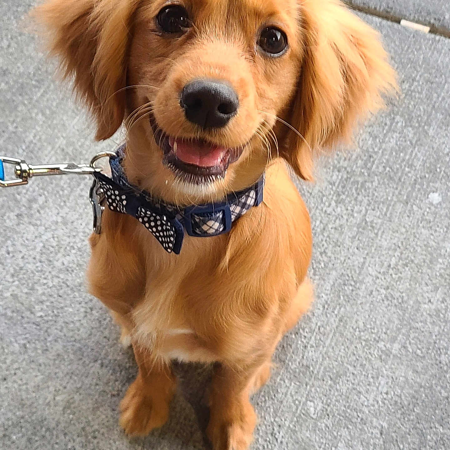 Milo is registered to the contest to win money with this photo: accessories, animal, canine, cockerspaniel, collar, dog, goldenretriever, leash, papillon, pet, puppy, strap
