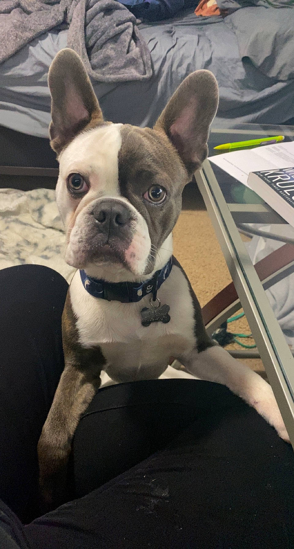 Rocky joined the competition — help win amazing prizes! boston_terrier, bulldog, canidae, carnivore, chair, collar, comfort, companion_dog, dog, dog_breed, dog_collar, ear, fawn, non_sporting_group, snout, sporting_group, terrestrial_animal, toy_dog, whiskers, working_animal