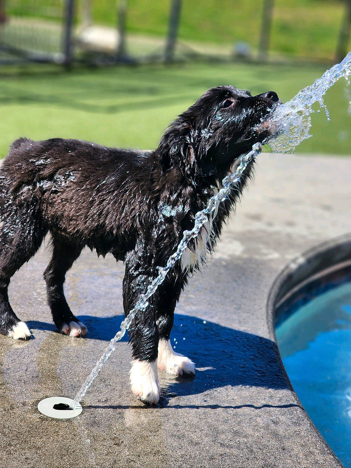 Sapphire Rose Duffle is registered to the contest to win money with this photo: beak, canidae, carnivore, claw, collar, companion_dog, dog, dog_breed, dog_collar, fur, liquid, metal, road_surface, snout, sporting_group, tail, terrestrial_animal, water, working_dog