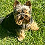 dog, yorkshire_terrier, pet, grass, outdoor, portrait, fur, ears, eyes, nose, whiskers, sunlight, shadow, sitting, close_up, small_dog, backyard, green, cute, fluffy