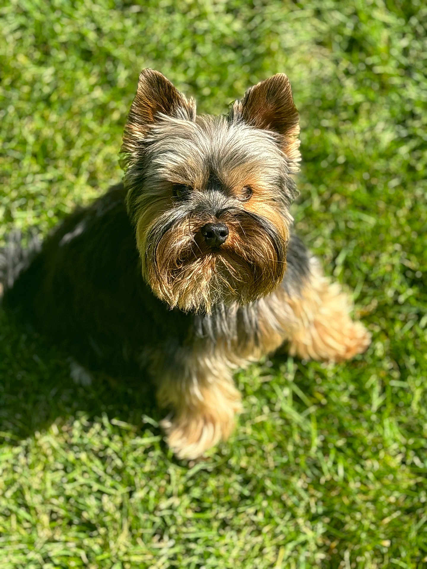 Handy is registered to the contest to win money with this photo: dog, yorkshire_terrier, pet, grass, outdoor, portrait, fur, ears, eyes, nose, whiskers, sunlight, shadow, sitting, close_up, small_dog, backyard, green, cute, fluffy