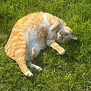Chunk is registered to the contest to win money with this photo: cat, grass, outdoor, pet, feline, ginger_tabby, tabby, belly_up, playful, sunlit, green_grass, paws, whiskers, lying_down, nature, summer, closeup, animal, adorable, relaxed
