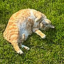 cat, grass, outdoor, pet, feline, ginger_tabby, tabby, belly_up, playful, sunlit, green_grass, paws, whiskers, lying_down, nature, summer, closeup, animal, adorable, relaxed