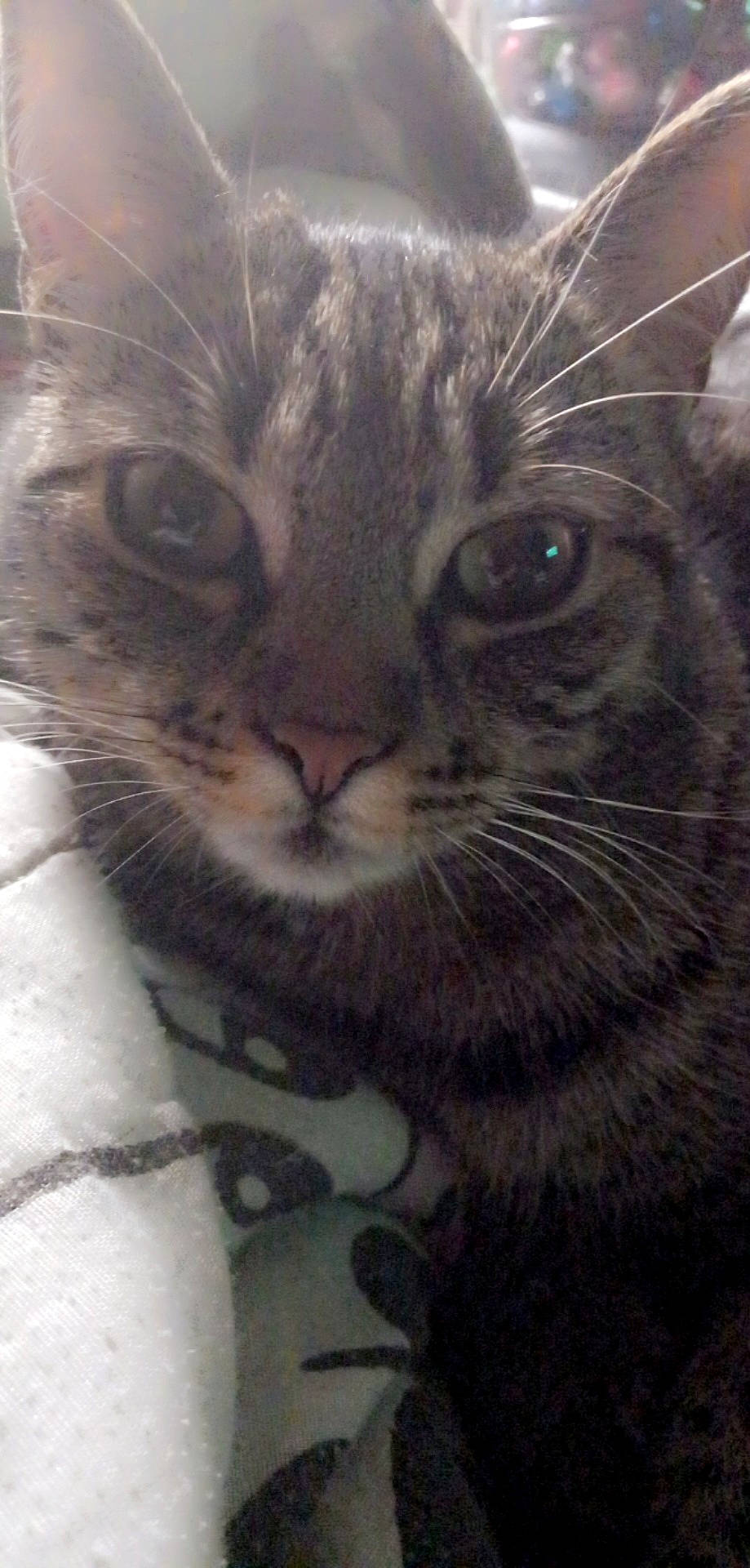 Shanna a rejoint le concours — aidez-le/la à gagner de superbes lots ! carnivore, cat, domestic_short_haired_cat, door, ear, felidae, fur, head, iris, paw, small_to_medium_sized_cats, snout, terrestrial_animal, whiskers, wildlife, window