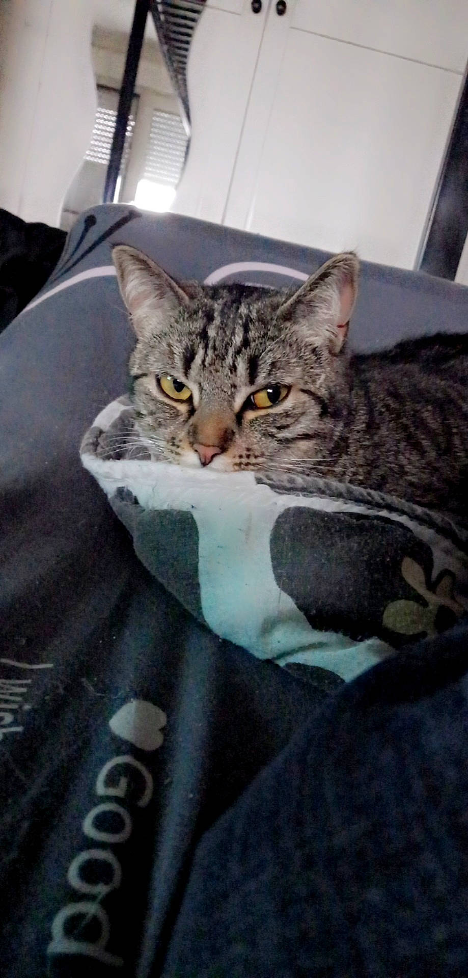 Shanna a rejoint le concours — aidez-le/la à gagner de superbes lots ! carnivore, cat, claw, comfort, domestic_short_haired_cat, felidae, fur, grey, paw, sitting, small_to_medium_sized_cats, snout, terrestrial_animal, tire, wheel, whiskers, window