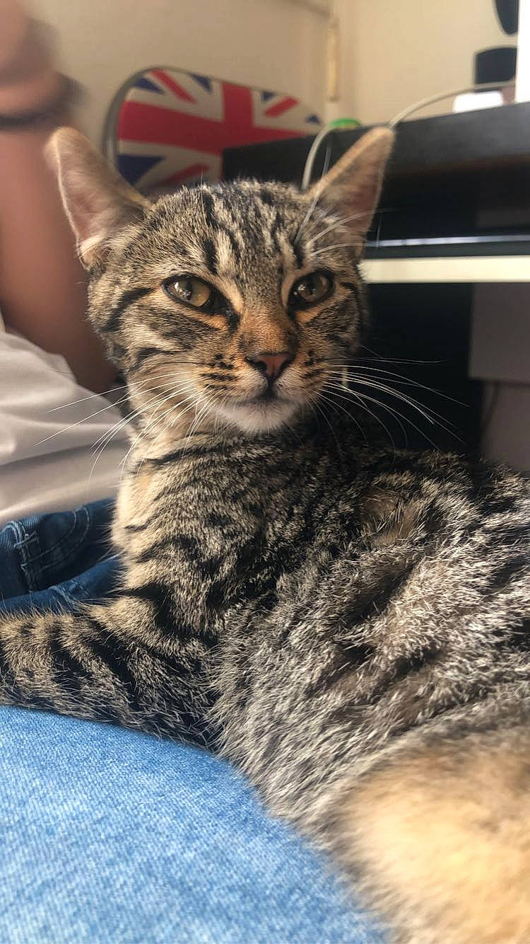 Shanna participe au concours pour gagner de l'argent avec cette photo : carnivore, cat, claw, domestic_short_haired_cat, felidae, fur, paw, sitting, small_to_medium_sized_cats, snout, tail, terrestrial_animal, tree, whiskers, wildlife