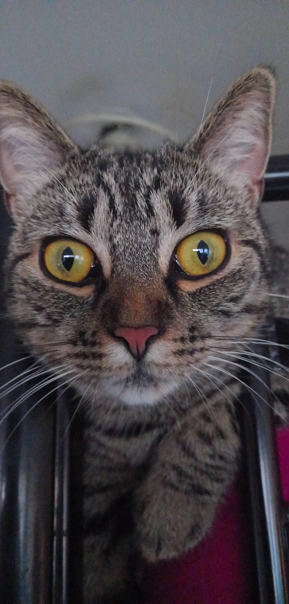 Shanna participe au concours pour gagner de l'argent avec cette photo : carnivore, cat, close_up, domestic_short_haired_cat, felidae, fur, iris, small_to_medium_sized_cats, snout, terrestrial_animal, whiskers, wildlife