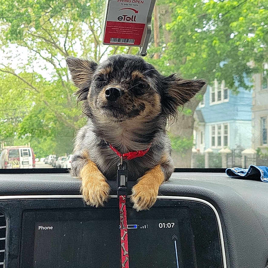 Bandit is registered to the contest to win money with this photo: accessories, alloywheel, animal, architecture, canine, car, carwheel, dog, leash, machine, outdoors, pet, puppy, spoke, strap, terrier, tire, transportation, vehicle, wheel