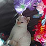 animal, artificial_flowers, calm, cat, closeup, colorful, decor, feline, flowers, indoor, orange_flowers, pet, pink_flowers, purple_flowers, quiet, red_flowers, sitting, soft_light, still_life, white_cat