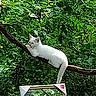 animal, branch, cat, daylight, feline, forest, greenery, leaves, mirror, nature, outdoor, perched, pet, reflection, relaxing, tree, trunk, white_cat, wildlife, wood