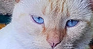 Tiko Moon is registered to the contest to win money with this photo: animal, blue_eyes, caption, cat, close_up, cream_colored, cute, domestic_animal, ears, expression, face, feline, fur, indoor, looking, mammal, pet, portrait, text_overlay, whiskers