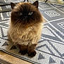 Gayda is registered to the contest to win money with this photo: animal, blue_eyes, cat, close_up, curious, cute, domestic_cat, feline, floor_mat, fluffy, fur, home, indoor, looking_up, patterned_rug, pet, portrait, sitting, small, whiskers