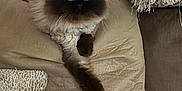 Gayda is registered to the contest to win money with this photo: animal, beige, blue_eyes, cat, comfortable, couch, cozy, domestic, feline, fluffy, fur, home, indoor, laying, mammal, pet, pillow, portrait, relaxed, resting