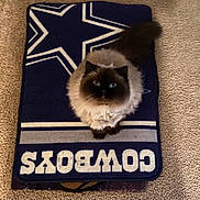 Gayda is registered to the contest to win money with this photo: animal, black, blue_eyes, brown, carpet, cat, collar, cowboys, cute, domestic_cat, feline, floor, fluffy, indoor, looking_up, pet, rug, sitting, small, white