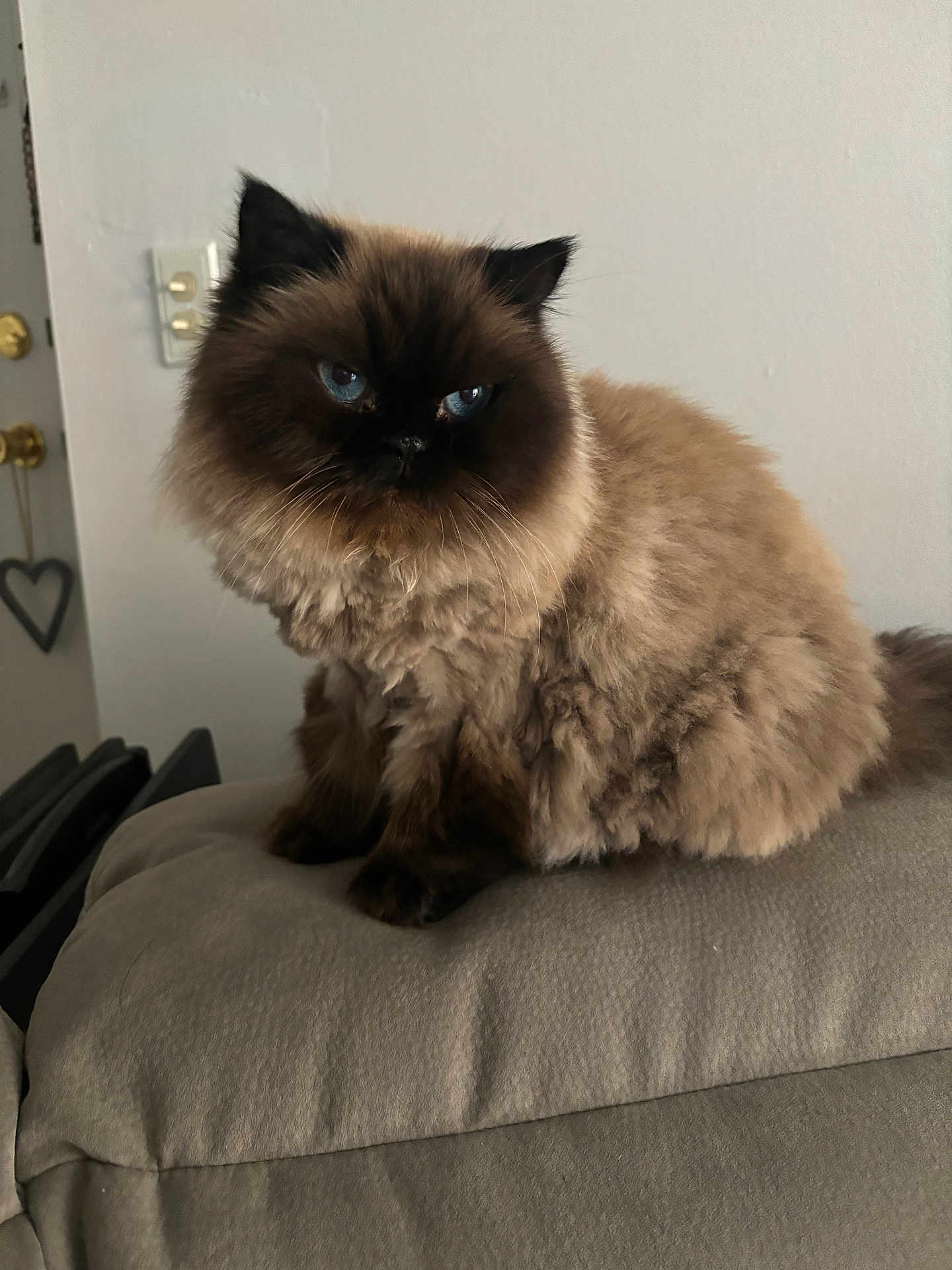 Gayda is registered to the contest to win money with this photo: cat, fluffy, blue_eyes, indoor, cushion, gray, furniture, pet, animal, sitting, portrait, face, whiskers, ears, soft_texture, cozy, domestic, cute, feline, relaxed