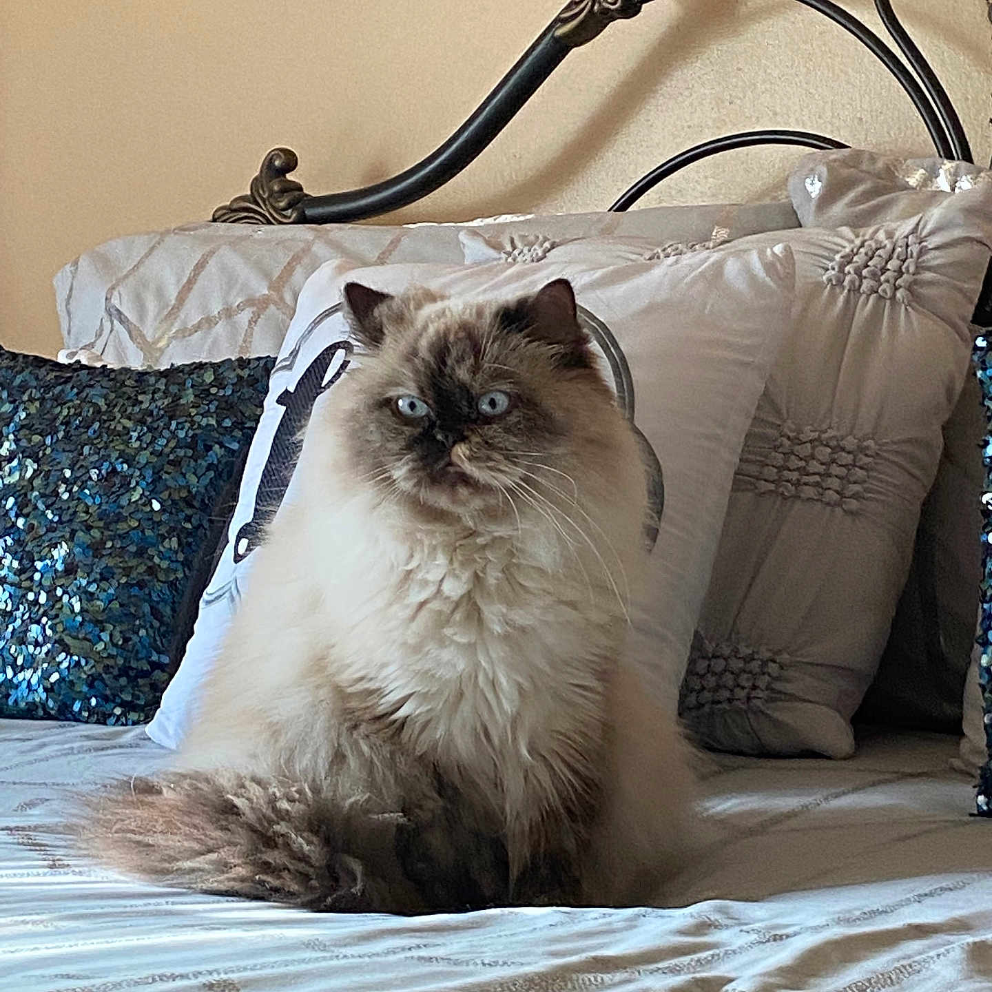 Bella is registered to the contest to win money with this photo: animal, bed, blue_eyes, cat, cozy, cute, decorative_pillow, domestic, face, fluffy, fur, furniture, head, home, indoor, pet, pillow, rest, sitting, whiskers