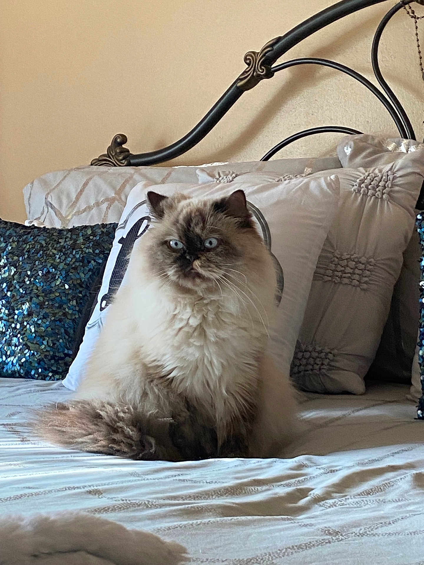Bella is registered to the contest to win money with this photo: animal, bed, blue_eyes, cat, cozy, cute, decorative_pillow, domestic, face, fluffy, fur, furniture, head, home, indoor, pet, pillow, rest, sitting, whiskers