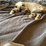 Bella is registered to the contest to win money with this photo: animal, bed, blanket, cat, comfort, cozy, cute, domestic_animal, fur, furry, home, indoor, mammal, nap, paws, pet, relaxed, resting, sleeping, soft