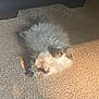 Bella is registered to the contest to win money with this photo: animal, carpet, cat, cozy, cute, domestic_animal, fluffy, fur, furniture, home, indoor, light_and_shadow, lying_down, pet, relaxed, resting, sleepy, soft, sunlight, whiskers