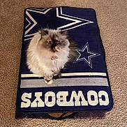 Bella joined the competition — help win amazing prizes! animal, beige, brown, carpet, cat, closeup, collar, cowboys, cozy, cute, domestic, feline, fluffy, fur, indoor, mat, pet, sitting, star, white