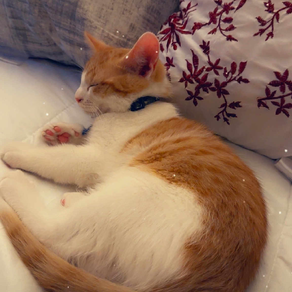 Leo