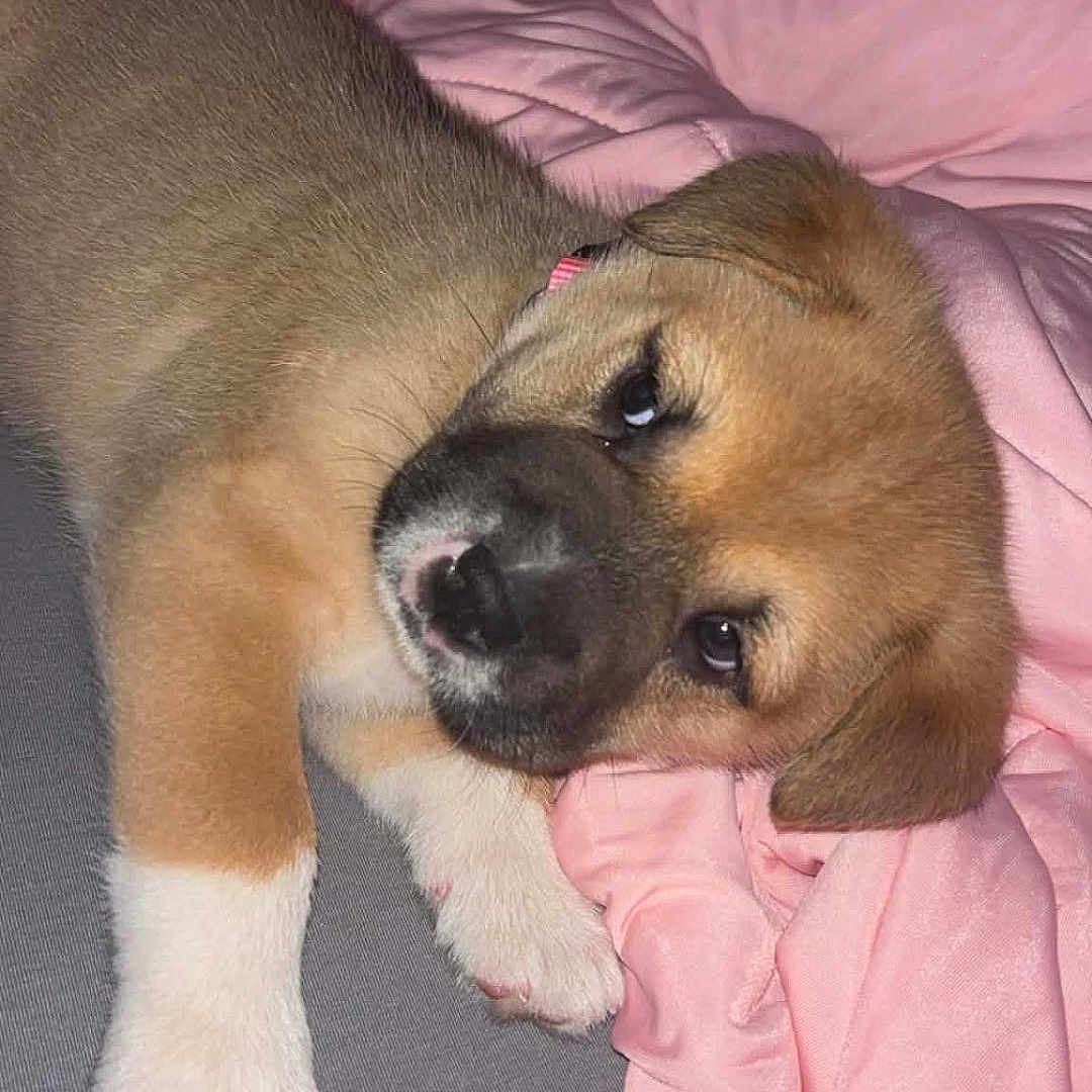 Nova
