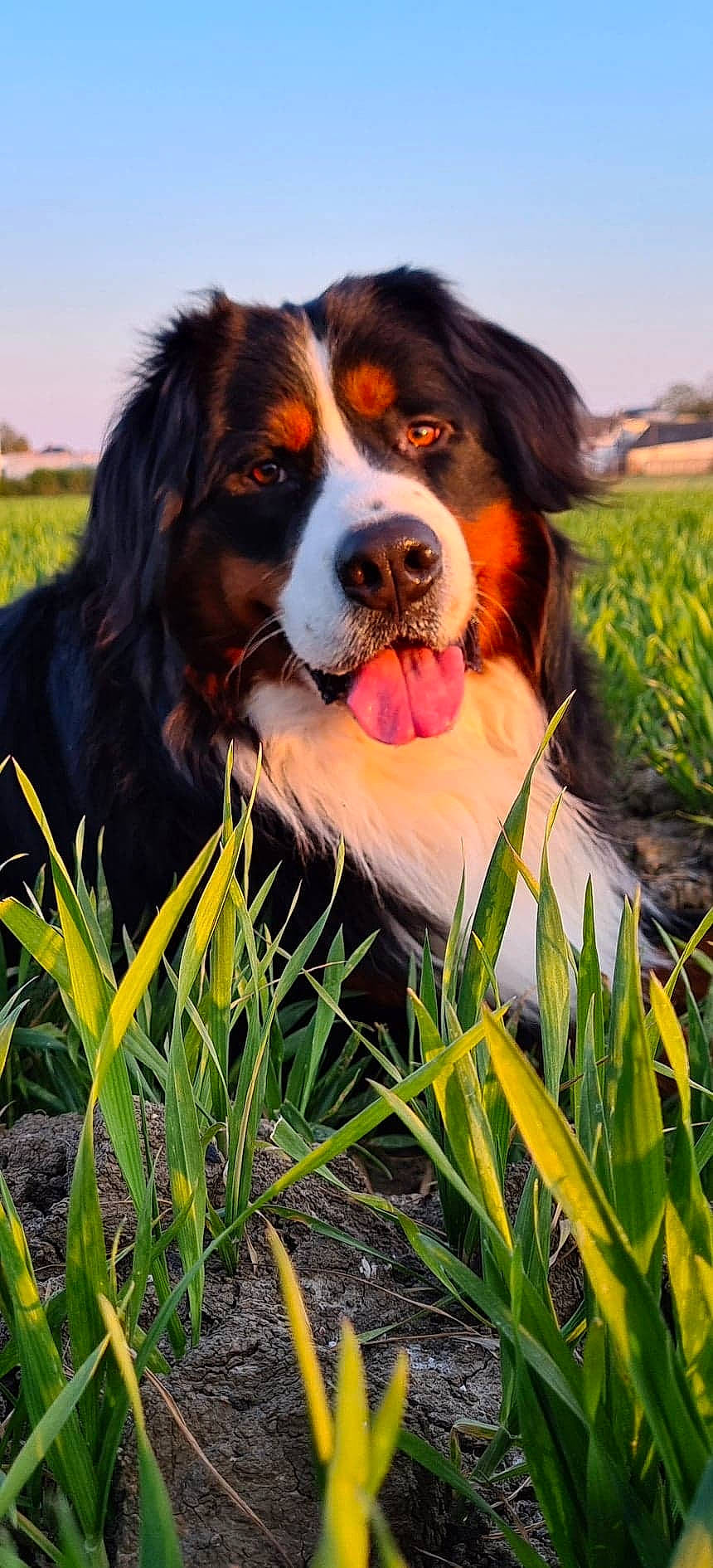 Negan participe au concours pour gagner de l'argent avec cette photo : appenzeller_sennenhund, australian_shepherd, bernese_mountain_dog, canidae, carnivore, companion_dog, dog, dog_breed, english_shepherd, entlebucher_mountain_dog, giant_dog_breed, grass, greater_swiss_mountain_dog, hunting_dog, mammal, plant, sporting_group, vertebrate, working_dog