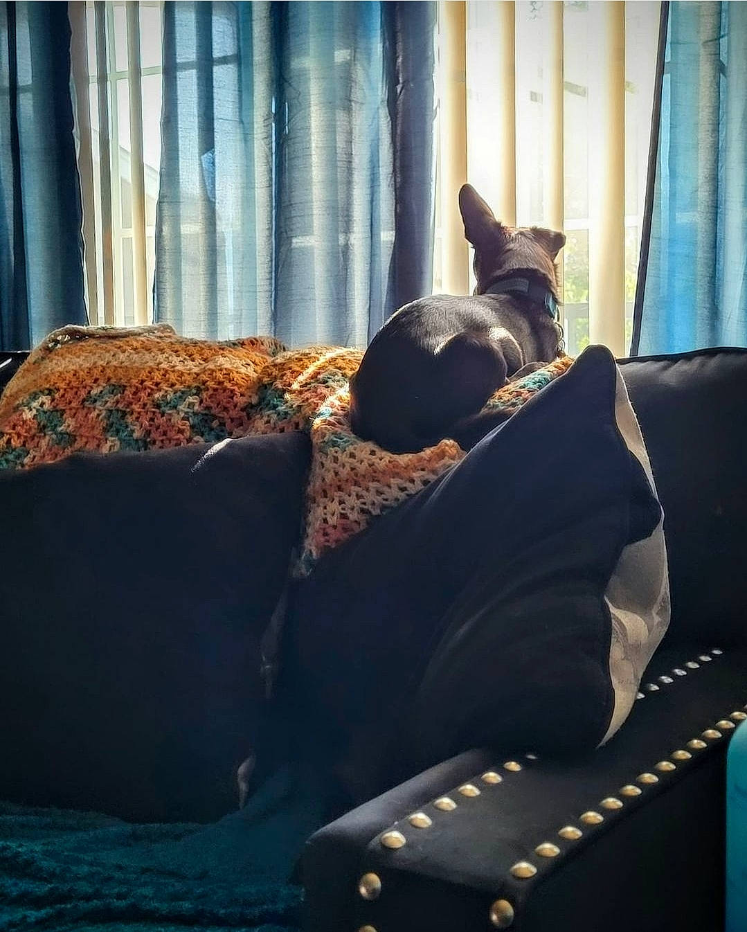 Mako is registered to the contest to win money with this photo: carnivore, comfort, companion_dog, couch, curtain, dog, dog_breed, fawn, felidae, linens, living_room, purple, small_to_medium_sized_cats, snout, tints_and_shades, whiskers, window, window_blind, window_covering, window_treatment