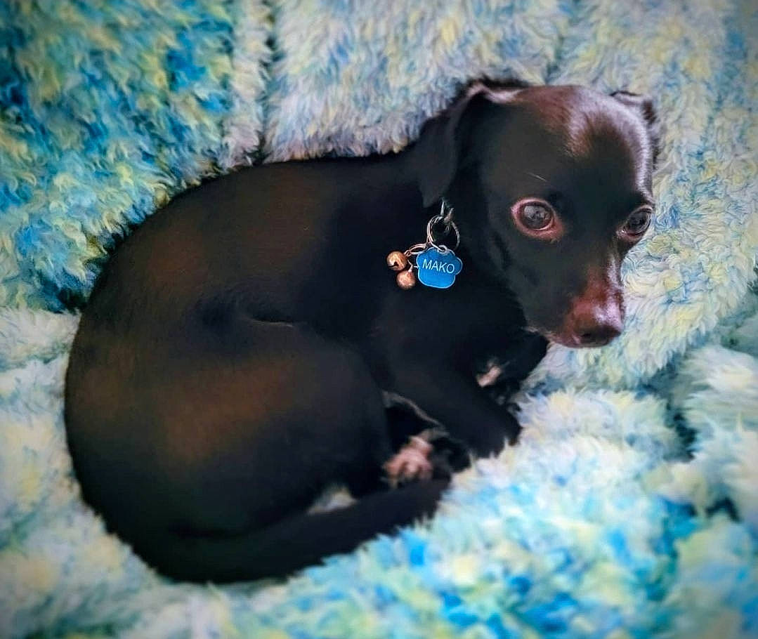 Mako is registered to the contest to win money with this photo: blue, canidae, carnivore, companion_dog, dog, dog_breed, electric_blue, fawn, fur, guard_dog, liver, paw, snout, sporting_group, terrestrial_animal, toy_dog, whiskers, working_animal