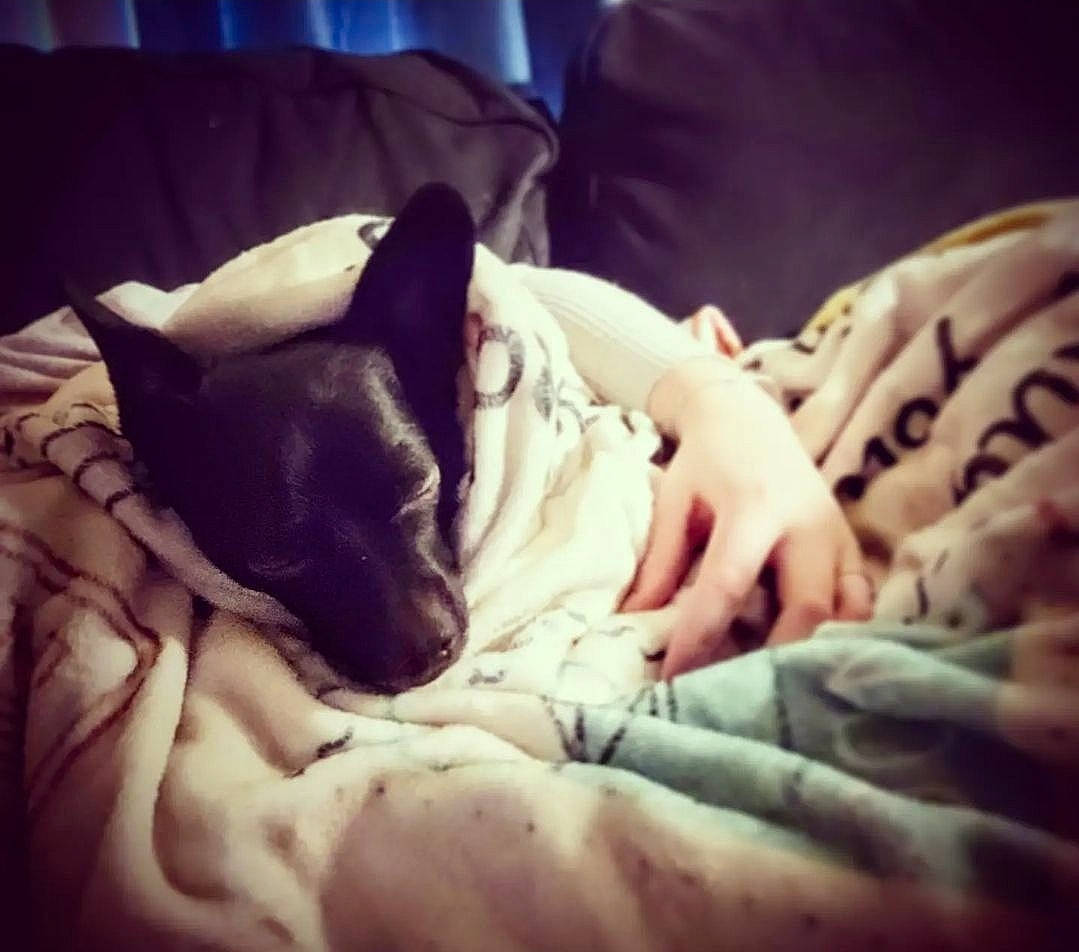 Mako joined the competition — help win amazing prizes! bedtime, carnivore, cloud, comfort, companion_dog, couch, dog, dog_breed, fawn, felidae, fur, gesture, linens, mammal, paw, small_to_medium_sized_cats, snout, toy_dog, whiskers, working_animal