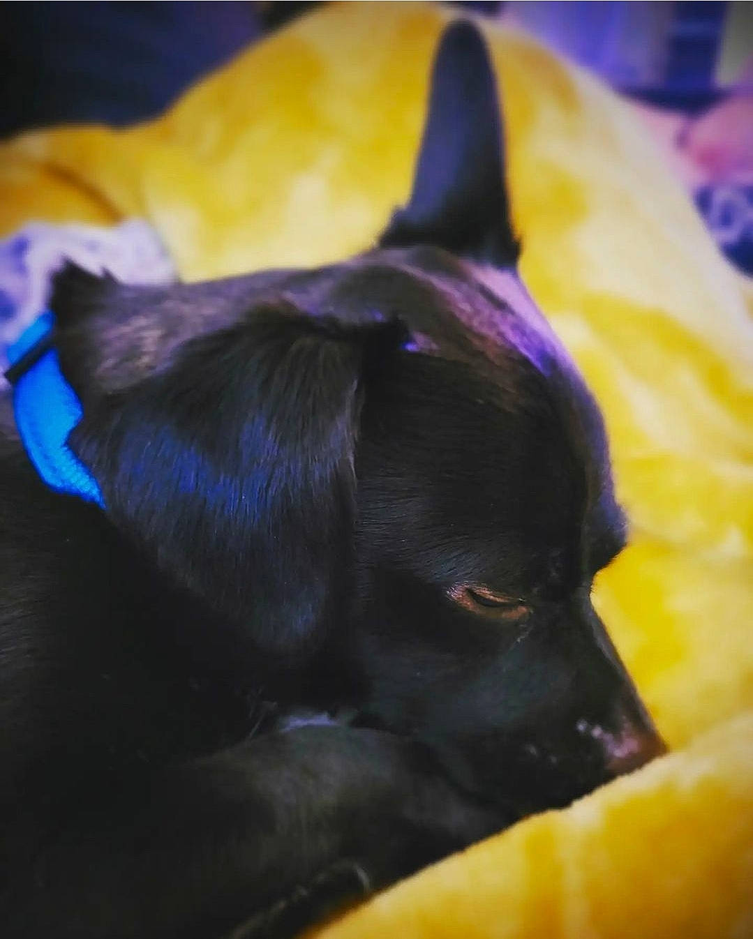 Mako joined the competition — help win amazing prizes! canidae, carnivore, comfort, companion_dog, dog, dog_breed, dog_supply, electric_blue, fawn, guard_dog, non_sporting_group, pet_supply, purple, snout, sporting_group, terrestrial_animal, toy_dog, whiskers, working_animal, working_dog