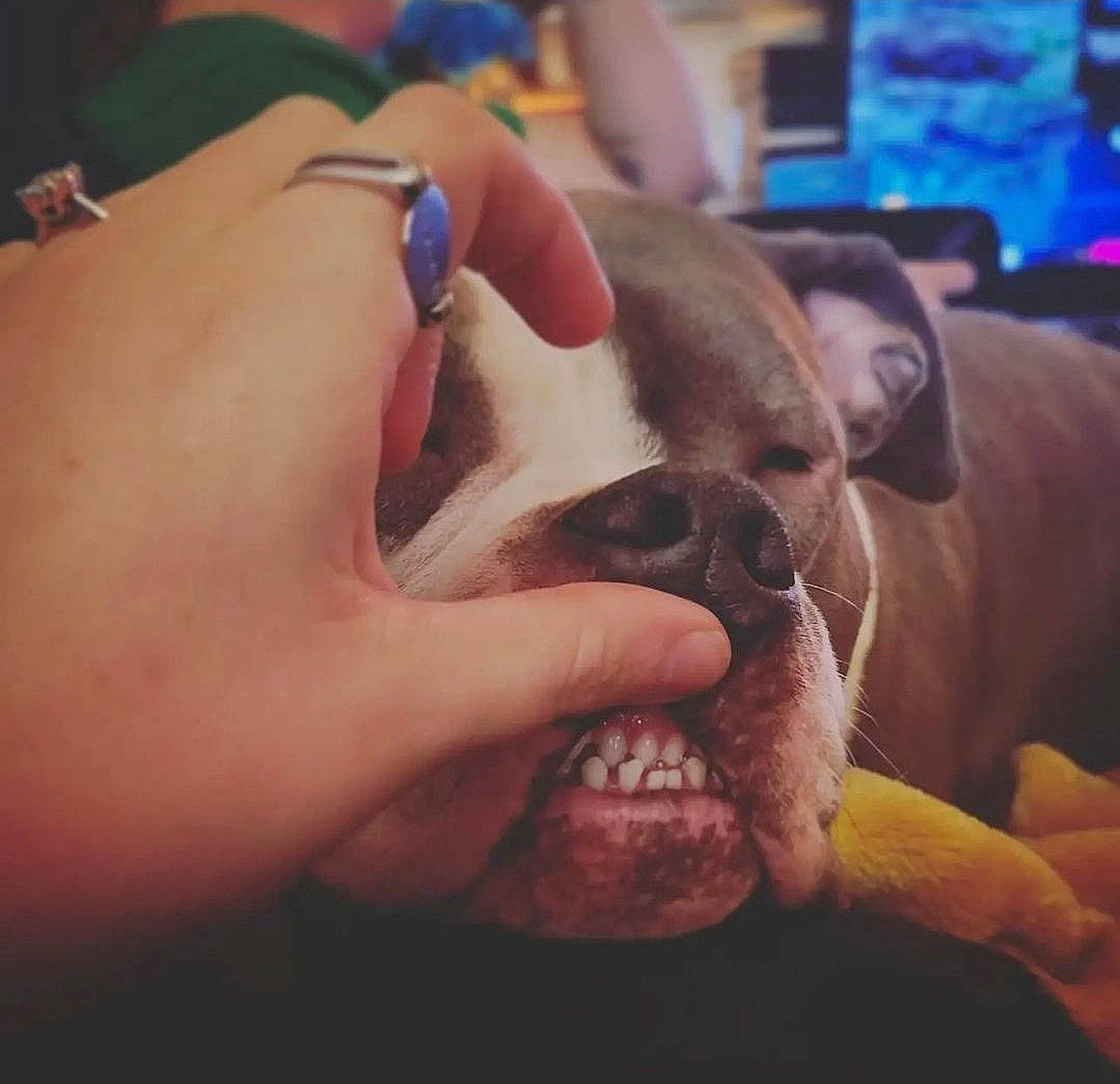 Pippa joined the competition — help win amazing prizes! boston_terrier, bulldog, carnivore, cloud, comfort, companion_dog, dog, dog_breed, ear, fawn, gesture, happy, nail, selfie, snout, thumb, toy_dog, whiskers, working_animal, wrinkle