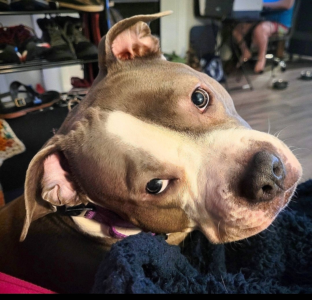 Pippa is registered to the contest to win money with this photo: canidae, carnivore, chest, companion_dog, dog, dog_breed, eyewear, fawn, flesh, fur, livestock, metal, non_sporting_group, personal_protective_equipment, selfie, snout, sporting_group, street_dog, whiskers, working_animal