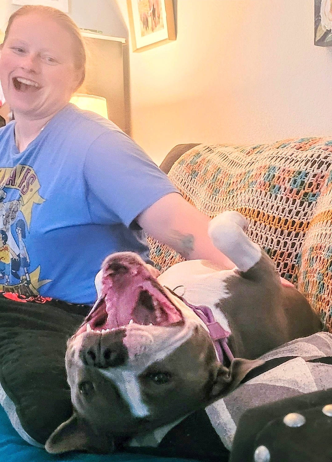 Pippa joined the competition — help win amazing prizes! abdomen, comfort, dog_breed, elbow, fawn, felidae, fun, human_leg, jaw, joint, knee, leg, mammal, mouth, picture_frame, smile, sporting_group, thigh, trunk, whiskers