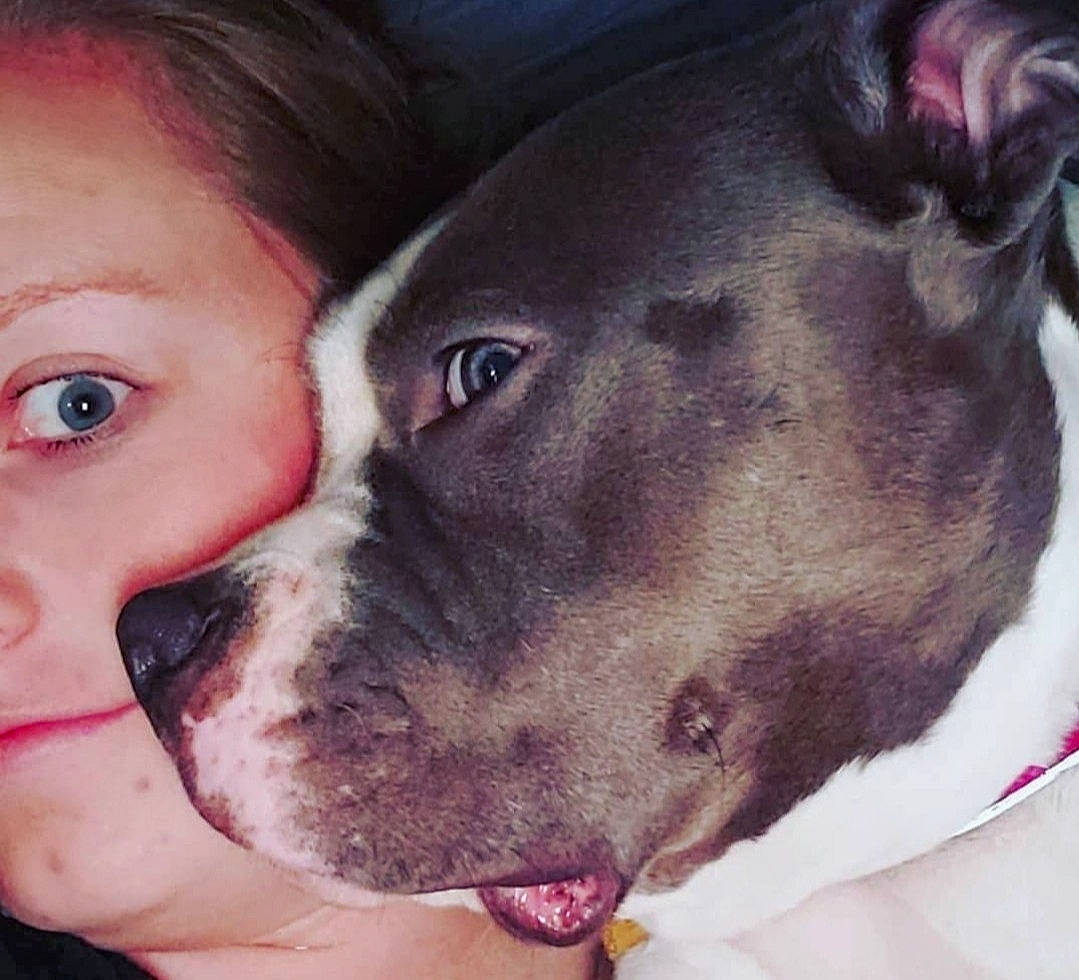 Pippa is registered to the contest to win money with this photo: carnivore, collar, companion_dog, dog, dog_breed, dog_collar, ear, eye, fawn, fur, giant_dog_breed, happy, head, jaw, nose, selfie, snout, sporting_group, whiskers, working_animal