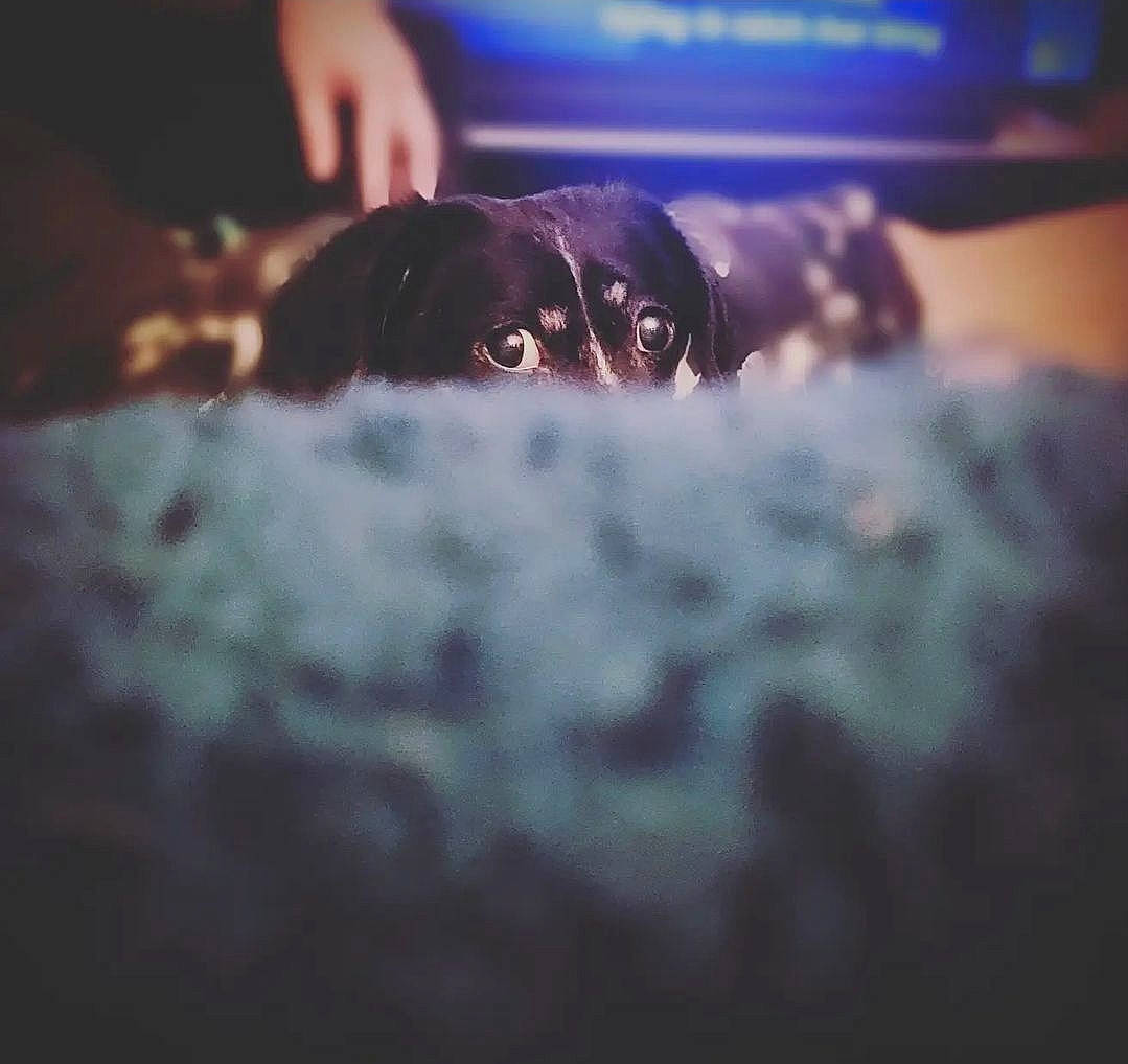 Walter joined the competition — help win amazing prizes! canidae, carnivore, cloud, companion_dog, darkness, dog, dog_breed, electric_blue, felidae, fur, macro_photography, magenta, night, ocean, sky, snout, sporting_group, tints_and_shades, toy_dog, whiskers